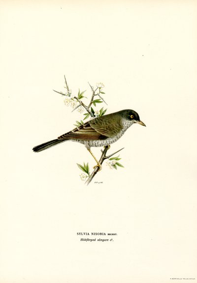 Barred Warbler (färg litho) av Magnus Ferdinand and Wilhelm von Wright