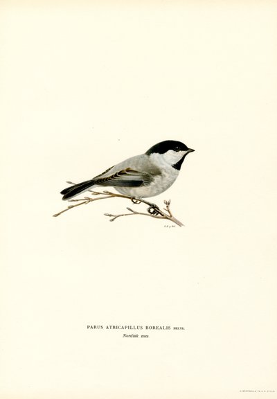 Black-capped Chickadee (färg litho) av Magnus Ferdinand and Wilhelm von Wright