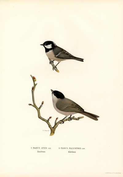 Svartkröntmes (färg litho) av Magnus Ferdinand and Wilhelm von Wright