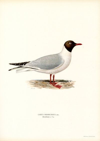 Svarthuvudmås (färg litho) av Magnus Ferdinand and Wilhelm von Wright