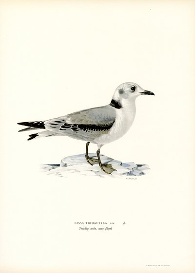 Svartbent kattunga (färg litho) av Magnus Ferdinand and Wilhelm von Wright