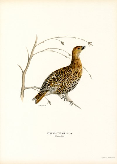 Orra (färg litho) av Magnus Ferdinand and Wilhelm von Wright