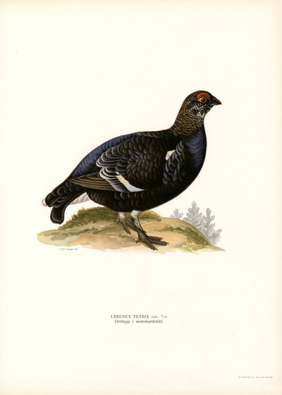 Orra (färg litho) av Magnus Ferdinand and Wilhelm von Wright