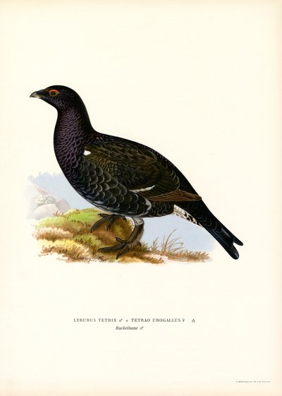 orre, västra tjäder (färg litho) av Magnus Ferdinand and Wilhelm von Wright