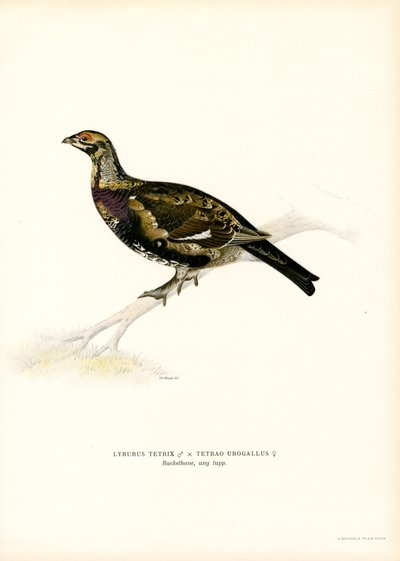 Orre x Western Tjäder (färg litho) av Magnus Ferdinand and Wilhelm von Wright