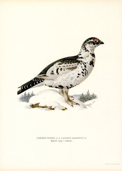 Orra x Willow Ptarmigan (färg litho) av Magnus Ferdinand and Wilhelm von Wright