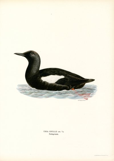 Svart sillgrissla (färg litho) av Magnus Ferdinand and Wilhelm von Wright