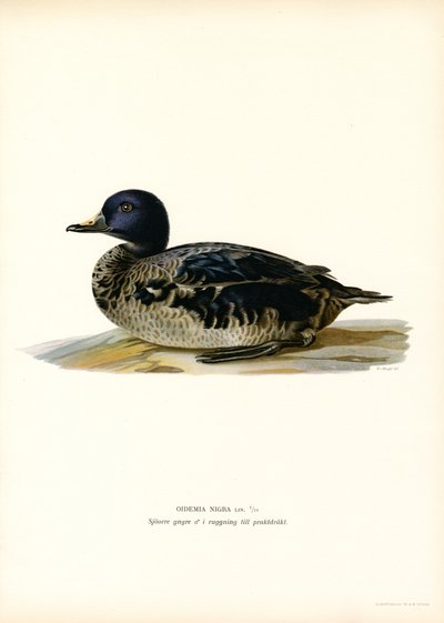 Black Scoter (färg litho) av Magnus Ferdinand and Wilhelm von Wright