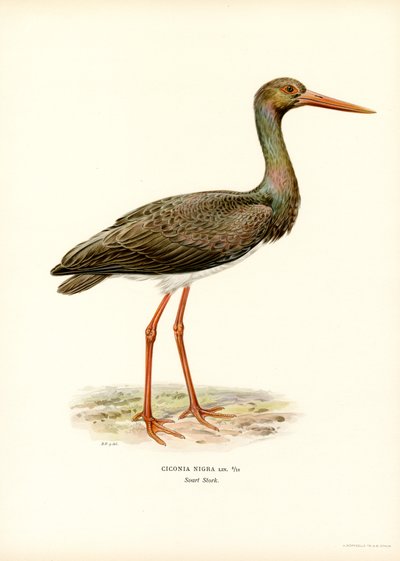 Svart stork (färg litho) av Magnus Ferdinand and Wilhelm von Wright