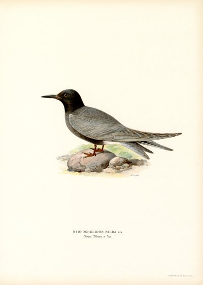 Svart tärna (färg litho) av Magnus Ferdinand and Wilhelm von Wright