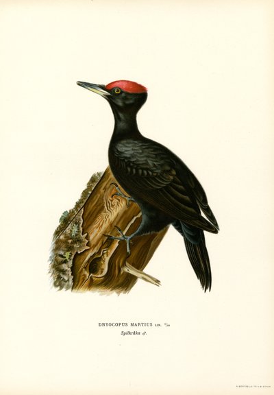 Svart hackspett (färg litho) av Magnus Ferdinand and Wilhelm von Wright