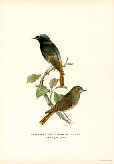 Blackstart (färg litho) av Magnus Ferdinand and Wilhelm von Wright