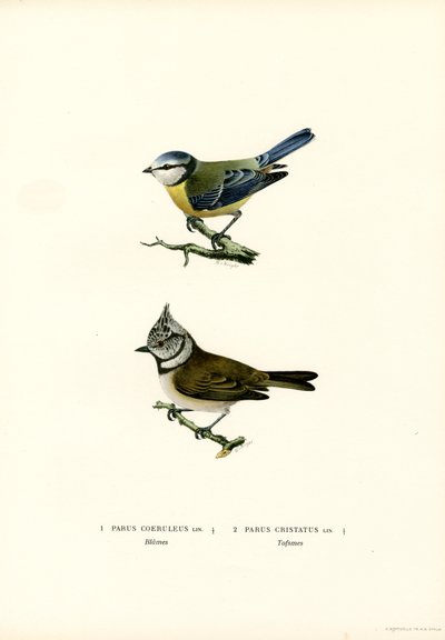 Blåmes (färg litho) av Magnus Ferdinand and Wilhelm von Wright
