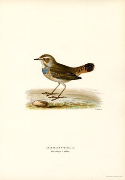 Blåstrup (färg litho) av Magnus Ferdinand and Wilhelm von Wright