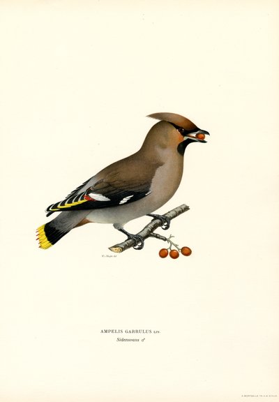 Bohemian Waxwing (färgmedlemmar) av Magnus Ferdinand and Wilhelm von Wright