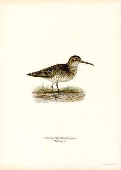 Brednäbbad sandsnäppa (färg litho) av Magnus Ferdinand and Wilhelm von Wright