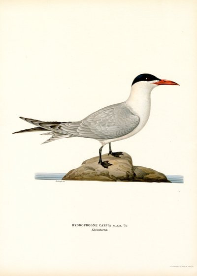 Kaspisk tärna (färg litho) av Magnus Ferdinand and Wilhelm von Wright