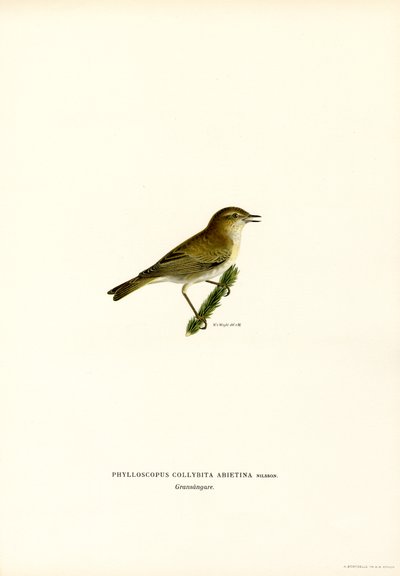Chiffchaff (färg litho) av Magnus Ferdinand and Wilhelm von Wright