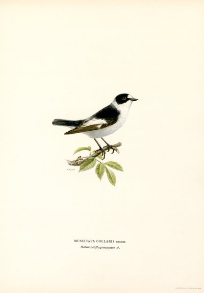 Krageflugsnappare (färg litho) av Magnus Ferdinand and Wilhelm von Wright