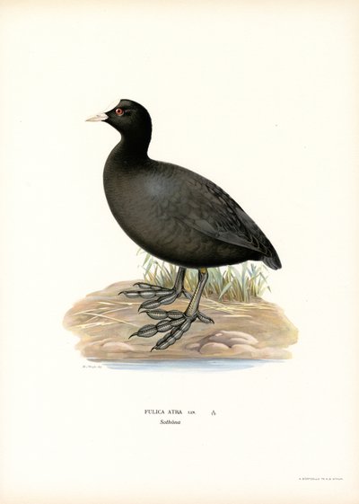 Sothöna (färg litho) av Magnus Ferdinand and Wilhelm von Wright
