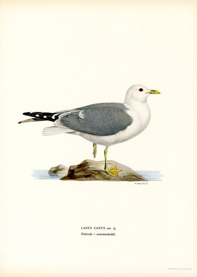 Vanlig mås (färg litho) av Magnus Ferdinand and Wilhelm von Wright