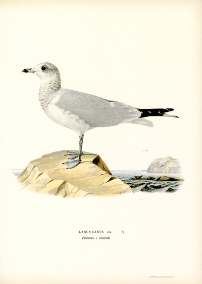Vanlig mås (färg litho) av Magnus Ferdinand and Wilhelm von Wright