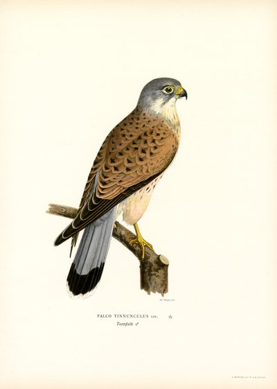 Vanlig tornfalk (litho i färg) av Magnus Ferdinand and Wilhelm von Wright