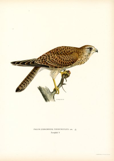 Vanlig tornfalk (litho i färg) av Magnus Ferdinand and Wilhelm von Wright