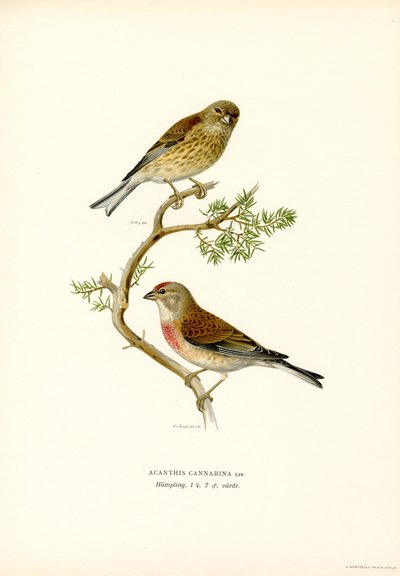 Common Linnet (färg litho) av Magnus Ferdinand and Wilhelm von Wright