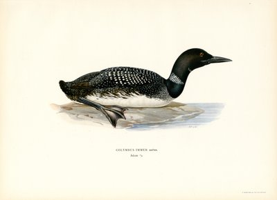Vanlig lom (färg litho) av Magnus Ferdinand and Wilhelm von Wright