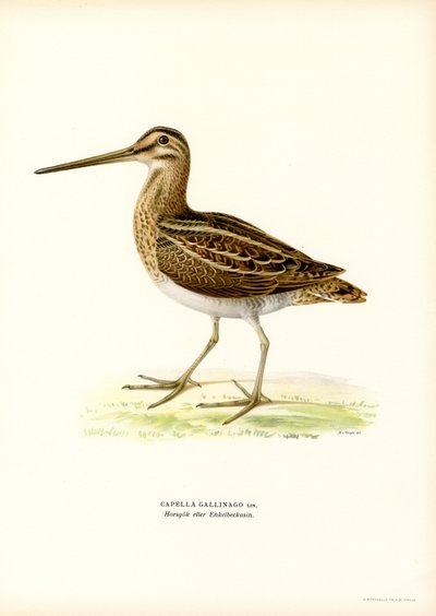 Snipe (färg litho) av Magnus Ferdinand and Wilhelm von Wright