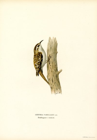 Vanlig trädkrypare (färg litho) av Magnus Ferdinand and Wilhelm von Wright