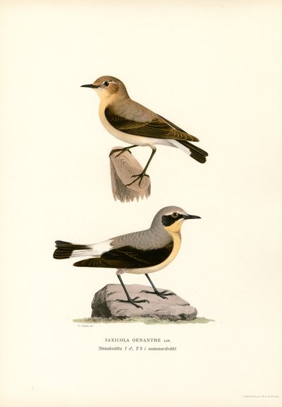 Vanlig vete (färg litho) av Magnus Ferdinand and Wilhelm von Wright