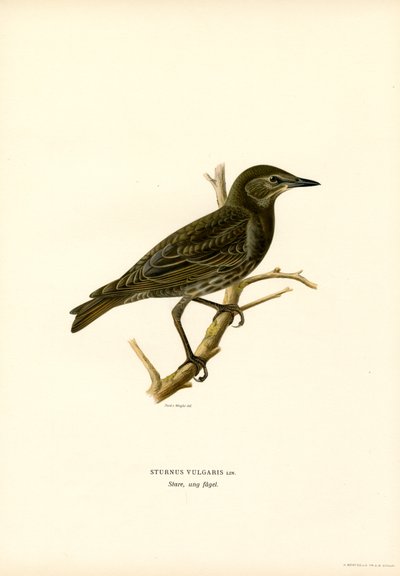 Stare (färg litho) av Magnus Ferdinand and Wilhelm von Wright
