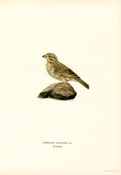 Majssparv (färg litho) av Magnus Ferdinand and Wilhelm von Wright