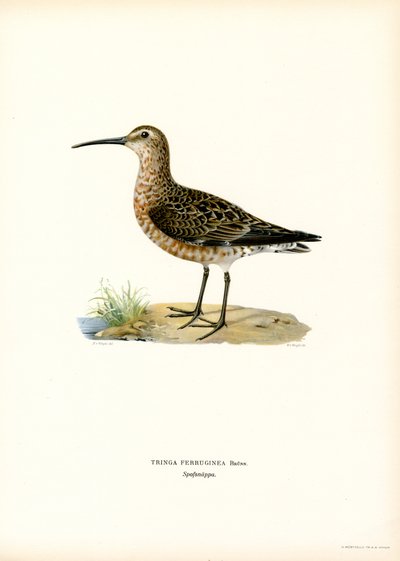 Curlew Sandpiper (färg litho) av Magnus Ferdinand and Wilhelm von Wright