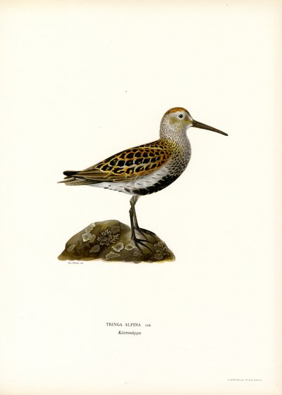 Dunlin (färg litho) av Magnus Ferdinand and Wilhelm von Wright