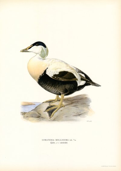 Ejderanka (litho i färg) av Magnus Ferdinand and Wilhelm von Wright