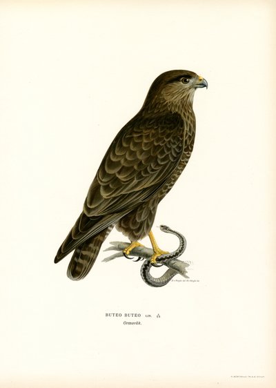 Eurasian Buzzard (färg litho) av Magnus Ferdinand and Wilhelm von Wright
