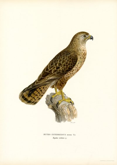 Eurasian Buzzard (färg litho) av Magnus Ferdinand and Wilhelm von Wright