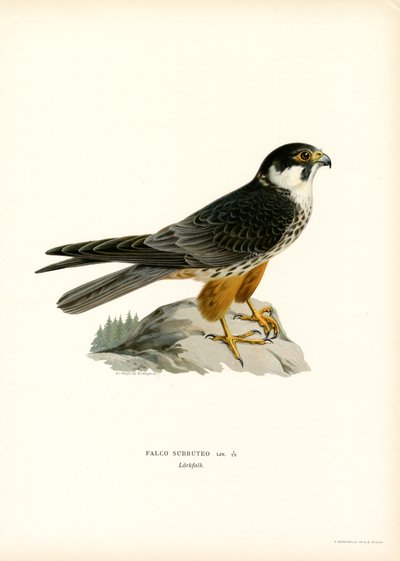 Eurasian Hobby (färg litho) av Magnus Ferdinand and Wilhelm von Wright