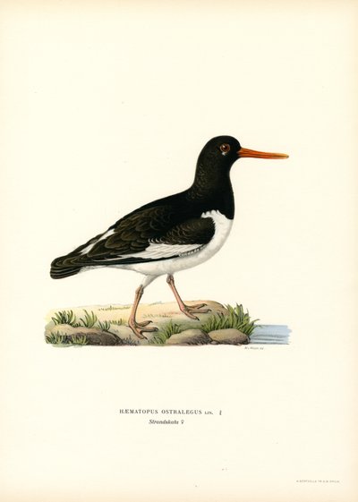 Eurasian Oystercatcher (färg litho) av Magnus Ferdinand and Wilhelm von Wright
