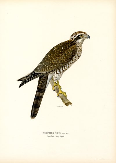 Sparrowhawk (färg litho) av Magnus Ferdinand and Wilhelm von Wright