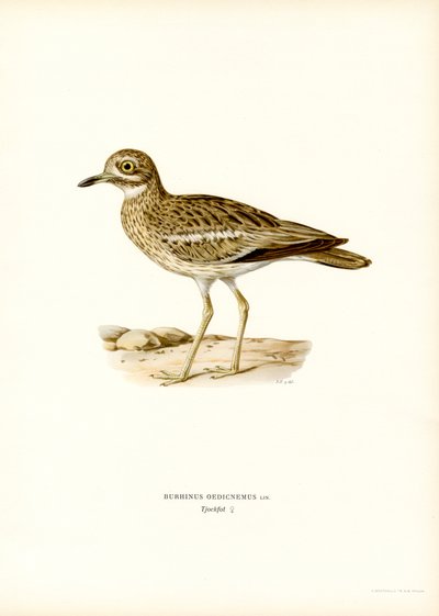 Eurasisk stenslinga (färg litho) av Magnus Ferdinand and Wilhelm von Wright