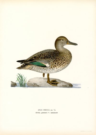 kricka (färg litho) av Magnus Ferdinand and Wilhelm von Wright