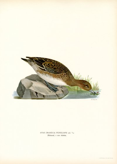 Eurasian Wigeon (färg litho) av Magnus Ferdinand and Wilhelm von Wright