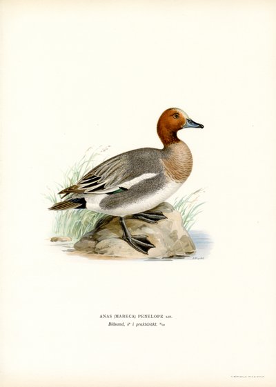 Eurasian Wigeon (färg litho) av Magnus Ferdinand and Wilhelm von Wright