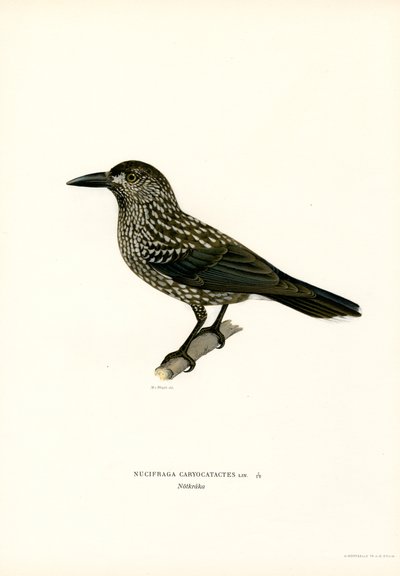 Eurasisk nötknäppare (färg litho) av Magnus Ferdinand and Wilhelm von Wright