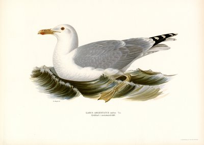 Europeisk sillmås (färg litho) av Magnus Ferdinand and Wilhelm von Wright