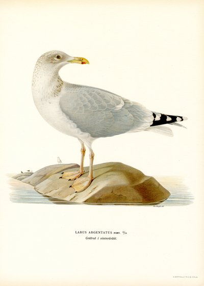 Europeisk sillmås (färg litho) av Magnus Ferdinand and Wilhelm von Wright